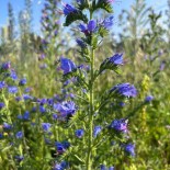 VIPÉRINE - Graines BIO | Ferme de Sainte Marthe | Graines et Bio