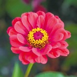 ZINNIA Élégans - Graines BIO | Ferme de Sainte Marthe | Graines et Bio