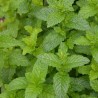 MENTHE VERTE - Graines BIO | Ferme de Sainte Marthe | Graines et Bio