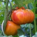 TOMATE ANANAS PINEAPPLE - Graines BIO | Ferme de Sainte Marthe | Graines et Bio