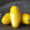 TOMATE BANANA LEGS - Graines BIO | Ferme de Sainte Marthe | Graines et Bio