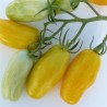 TOMATE BANANA LEGS - Graines BIO | Ferme de Sainte Marthe | Graines et Bio
