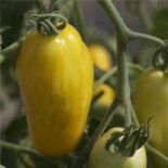 TOMATE BANANA LEGS - Graines BIO | Ferme de Sainte Marthe | Graines et Bio