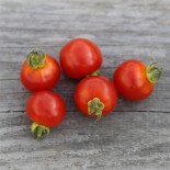TOMATE CERISE - Graines BIO