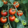TOMATE CERISE - Graines BIO | Ferme de Sainte Marthe | Graines et Bio