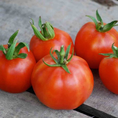 TOMATE PÊCHE - Graines BIO | Ferme de Sainte Marthe | Graines et Bio