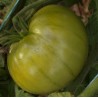 TOMATE VERTE ABSINTHE "Chair de Boeuf" - Graines BIO | KOKOPELLI | Graines et Bio