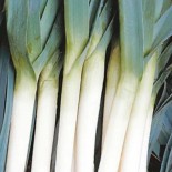 POIREAU BLEU D'HIVER - Graines BIO | KOKOPELLI | Graines et Bio