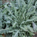 🥦 Graines de CHOU et BROCOLI - BROCOLI FIOLARO ou BROCOLI SAUVAGE- Graines BIO
