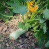 COURGETTE BLANCHE de Virginie - Graines BIO | KOKOPELLI | Graines et Bio