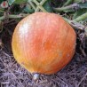 COURGE MAXIMA "Amish Pie" - Graines BIO | KOKOPELLI | Graines et Bio