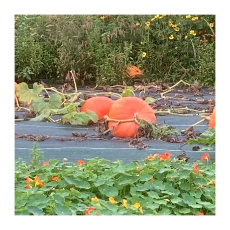 COURGE de CONCOURS MAXIMA "Atlantic Giant" - Graines BIO | KOKOPELLI | Graines et Bio