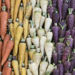 Pack "Les Incontournables du Potager" - Graines Bio |  | Graines et Bio