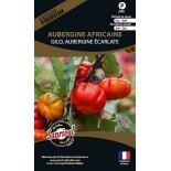 Pack "Les Exotiques" - Graines Bio |  | Graines et Bio