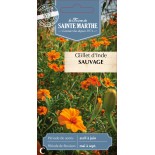 OEILLET D'INDE Sauvage ou TAGÈTE - Graines BIO | Ferme de Sainte Marthe | Graines et Bio
