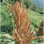 AMARANTE À GRAINS Golden Giant - Graines BIO | KOKOPELLI | Graines et Bio