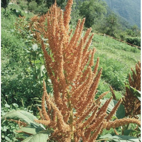 AMARANTE À GRAINS Golden Giant - Graines BIO | KOKOPELLI | Graines et Bio