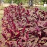 AMARANTE À GRAINS Rodale Red Leaf - Graines BIO | KOKOPELLI | Graines et Bio