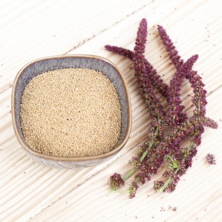 AMARANTE À GRAINS Guarijio - Graines BIO | KOKOPELLI | Graines et Bio