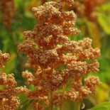 QUINOA à semer "Oro de Valle" - Graines BIO | KOKOPELLI | Graines et Bio