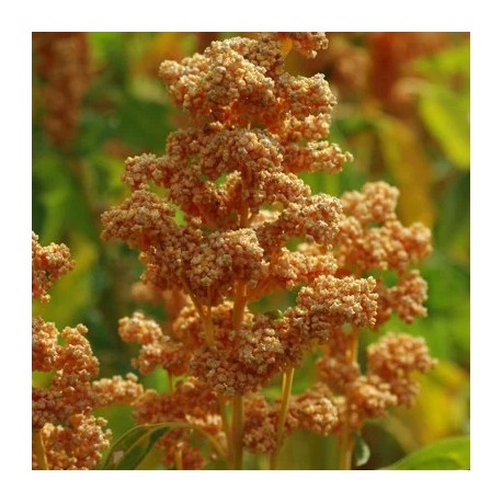 QUINOA à semer "Oro de Valle" - Graines BIO | KOKOPELLI | Graines et Bio QUINOA à semer "Oro de Valle" - Graines BIO | KOKOPELLI | Graines et Bio