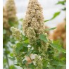 QUINOA à semer "Temuco" - Graines BIO | KOKOPELLI | Graines et Bio