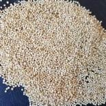 QUINOA à semer "Peppermint" - Graines BIO | KOKOPELLI | Graines et Bio
