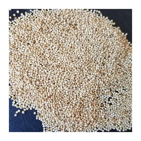 QUINOA à semer "Peppermint" - Graines BIO | KOKOPELLI | Graines et Bio
