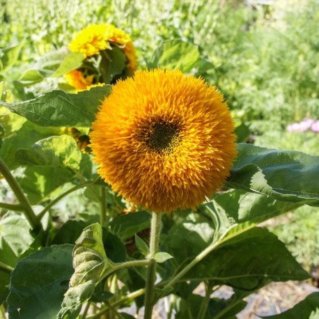 TOURNESOL à FLEURS "Teddy Bear" - Graines BIO | KOKOPELLI | Graines et Bio