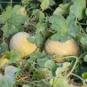 MELON CANTALOUP ARANCINO - Graines BIO | KOKOPELLI | Graines et Bio