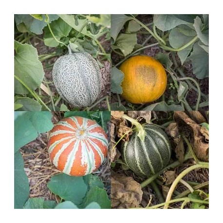 MELONS EN MÉLANGE - Graines BIO | KOKOPELLI | Graines et Bio