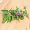 AGASTACHE FENOUIL - Graines BIO | KOKOPELLI | Graines et Bio