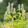 AGASTACHE MEXICAINE - Graines BIO | KOKOPELLI | Graines et Bio