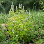 AGASTACHE MEXICAINE - Graines BIO | KOKOPELLI | Graines et Bio