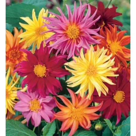DAHLIA À FLEUR DE CACTUS - Graines BIO | KOKOPELLI | Graines et Bio