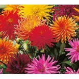 DAHLIA À FLEUR DE CACTUS - Graines BIO | KOKOPELLI | Graines et Bio