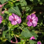 BELLE DE NUIT ROSE - Graines BIO | KOKOPELLI | Graines et Bio