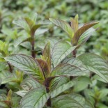 Pack "Les Aromatiques" - Graines Bio |  | Graines et Bio