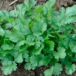 Pack "Les Aromatiques" - Graines Bio |  | Graines et Bio