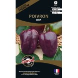 POIVRON VIOLET Oda - Graines PREMIUM non traitées | SANRIVAL | Graines et Bio