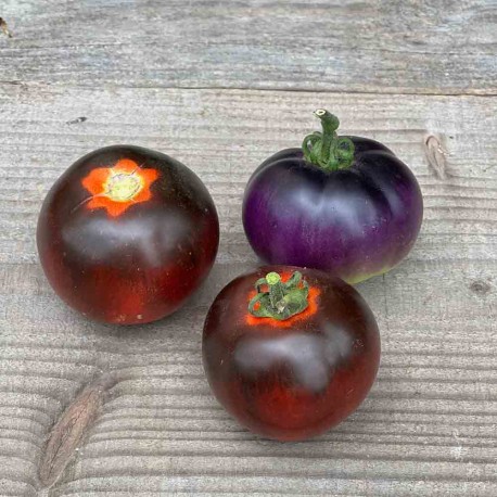 TOMATE COCKTAIL BLEUE - Graines BIO | Ferme de Sainte Marthe | Graines et Bio