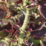 AMARANTE À FEUILLES ROUGES - Graines BIO | KOKOPELLI | Graines et Bio