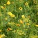 Camaïeu JAUNE : Graines de Fleurs en mélange