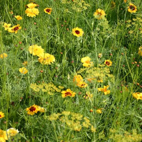 Camaïeu JAUNE : Graines de Fleurs en mélange | Ferme de Sainte Marthe | Graines et Bio