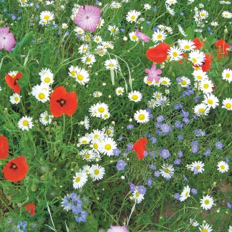 FLORE FRANÇAISE - Graines en mélange fleuri | Ferme de Sainte Marthe | Graines et Bio FLORE FRANÇAISE - Graines en mélange fleuri | Ferme de Sainte Marthe | Graines et Bio
