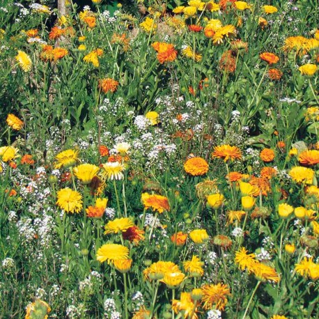 Mélange ANTI-MOUSTIQUE (25 grammes) - Graines non traitées | Ferme de Sainte Marthe | Graines et Bio