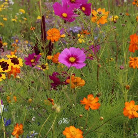 Mélange Fleuri pour COCCINELLES (5 grammes) | Ferme de Sainte Marthe | Graines et Bio