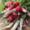 RADIS en MÉLANGE - Graines BIO | Ferme de Sainte Marthe | Graines et Bio