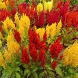 CÉLOSIE ou FLEUR DE VELOURS - Graines BIO | KOKOPELLI | Graines et Bio