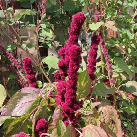 AMARANTE À FLEURS ROUGE - Graines BIO | Ferme de Sainte Marthe | Graines et Bio